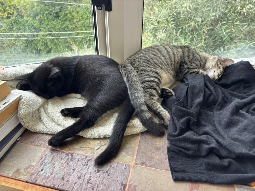 Princess and Homer, a ADOPTABLE Domestic Short Hair in Seattle, WA image 6/6