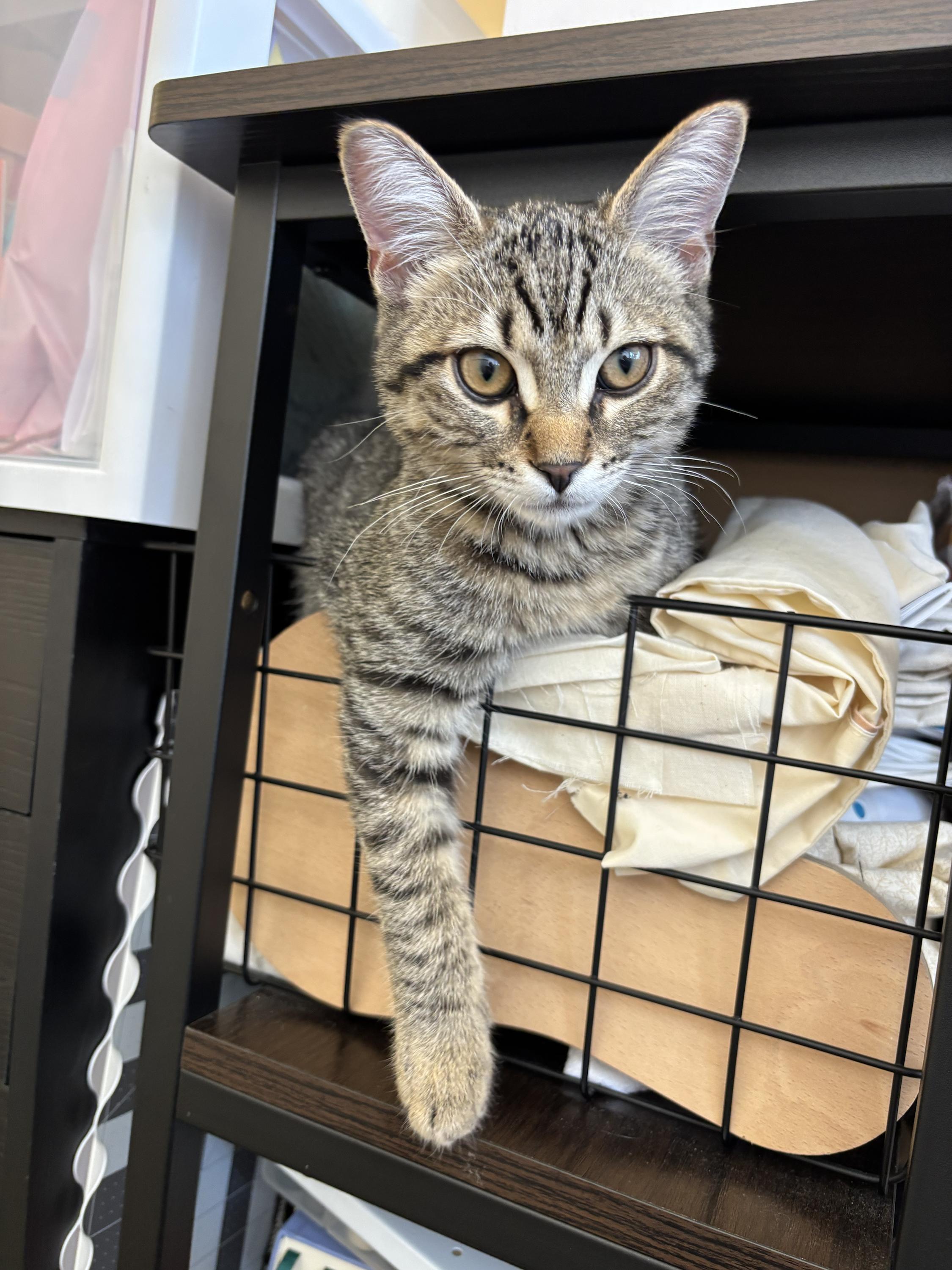 Princess and Homer, a ADOPTABLE Domestic Short Hair in Seattle, WA image 3/6