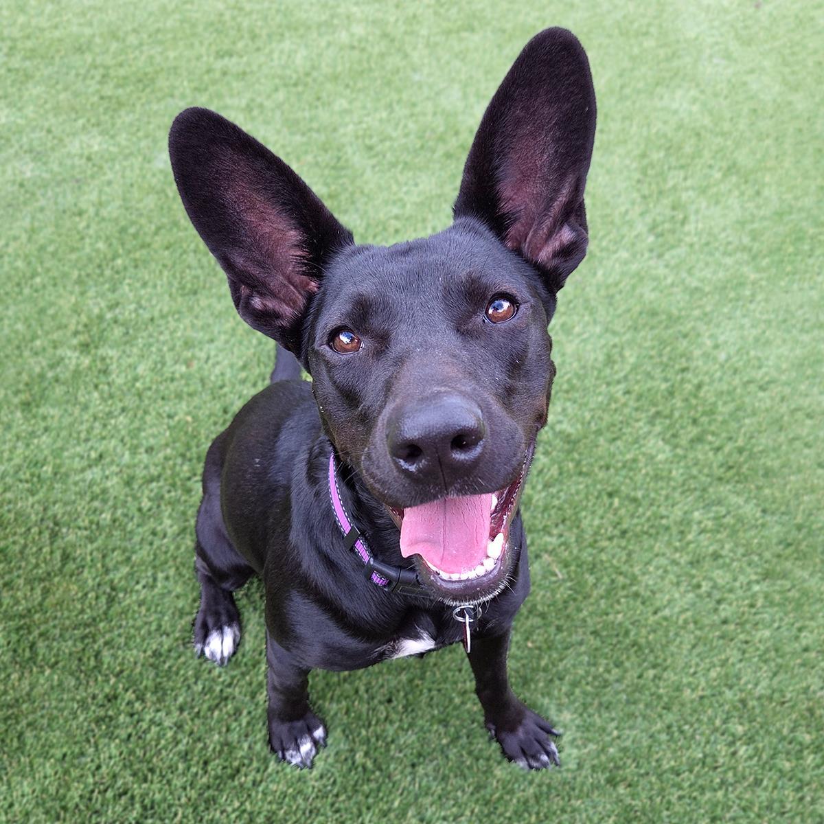 Prada, Adoptable, Adult Female Shepherd & Terrier.
