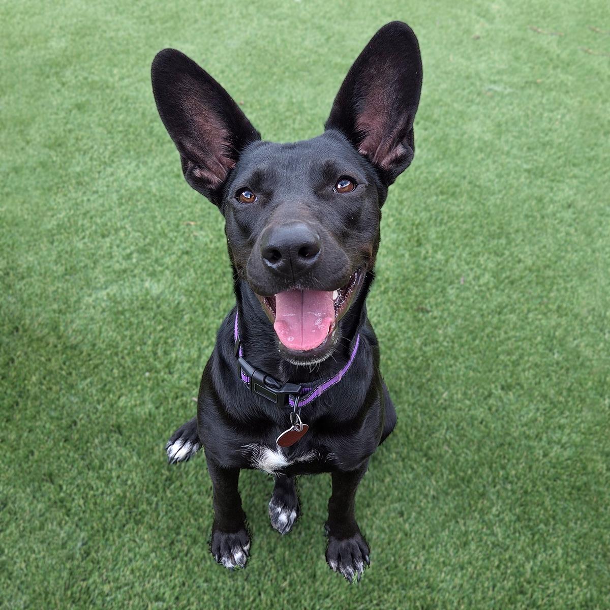 Prada, a Adoptable mixed breed in San Diego, CA image 2/3
