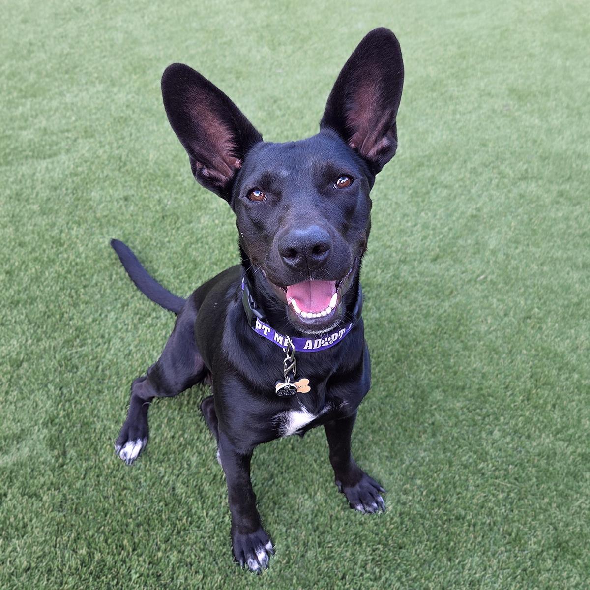 Prada, a Adoptable mixed breed in San Diego, CA image 3/3
