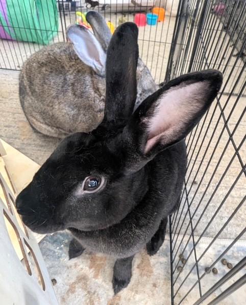 Enlarge Radish & Wiggles, a ADOPTABLE mixed breed in Utica, NY image 2/5