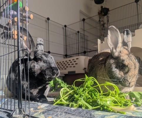 Enlarge Radish & Wiggles, a ADOPTABLE mixed breed in Utica, NY image 3/5