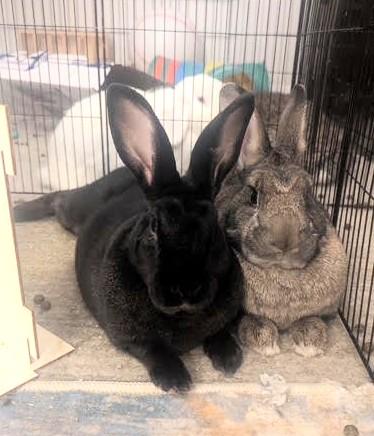 Enlarge Radish & Wiggles, a ADOPTABLE mixed breed in Utica, NY image 1/5