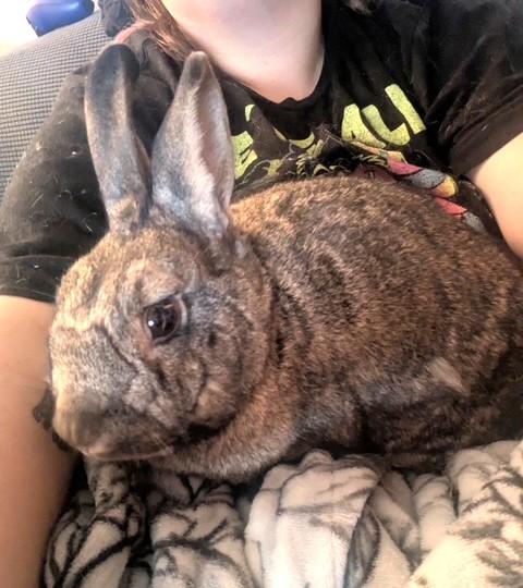 Enlarge Radish & Wiggles, a ADOPTABLE mixed breed in Utica, NY image 4/5