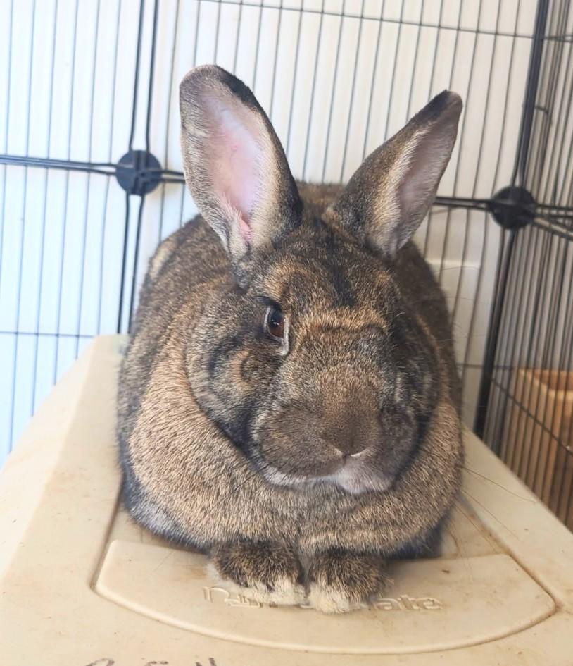 Enlarge Radish & Wiggles, a ADOPTABLE mixed breed in Utica, NY image 5/5