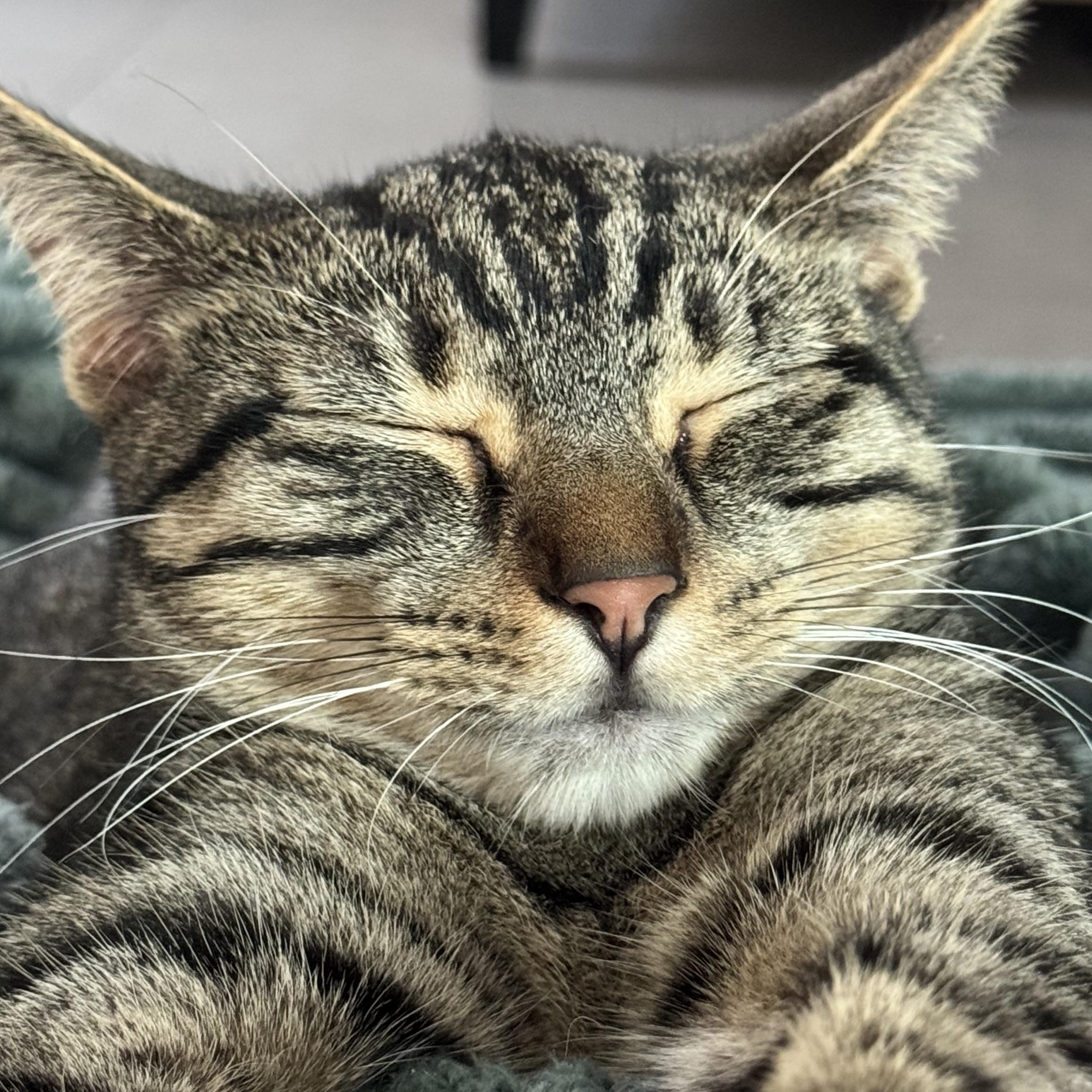 Stripey, a Adopted mixed breed in Santa Fe, NM image 2/2