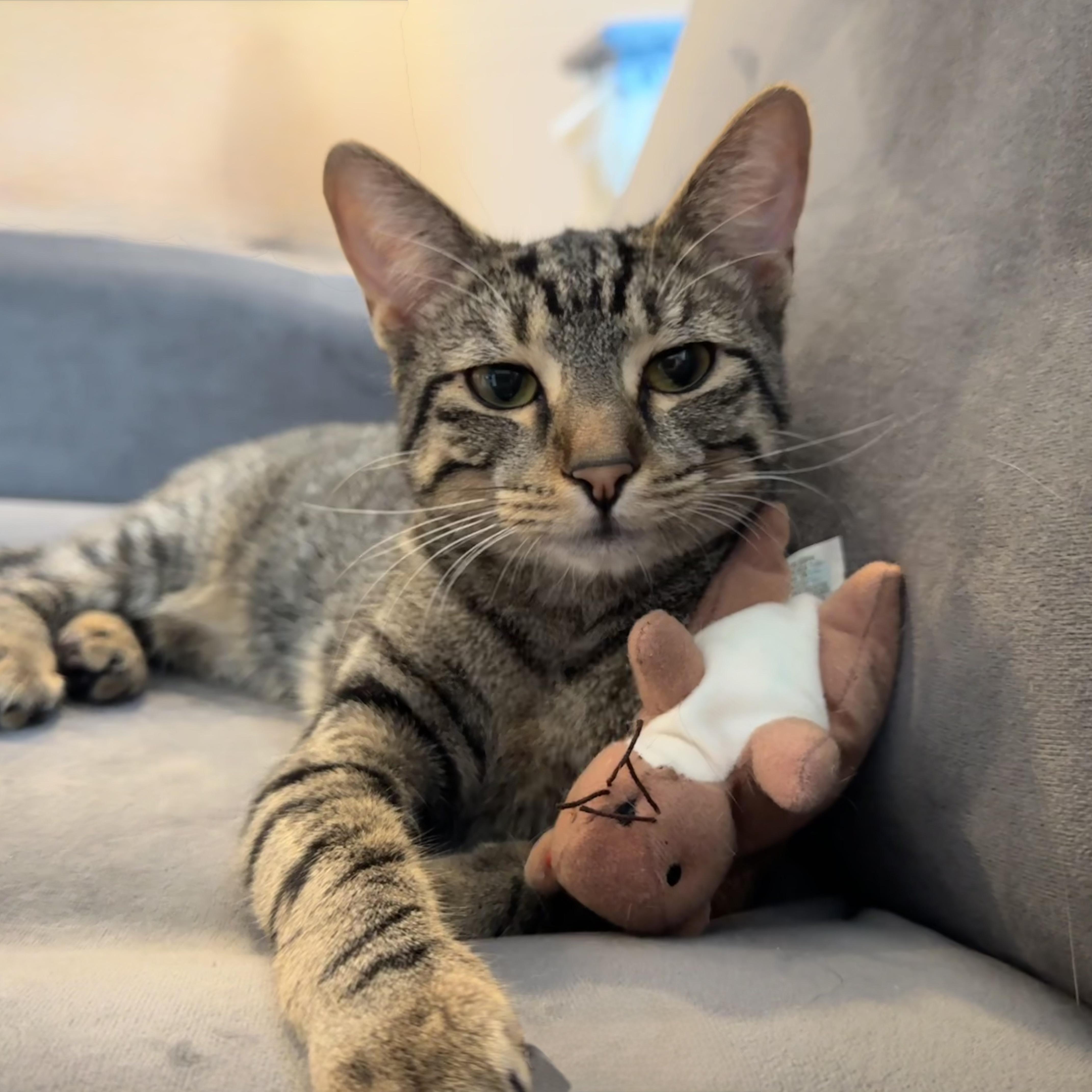 Stripey, a Adopted mixed breed in Santa Fe, NM image 1/2