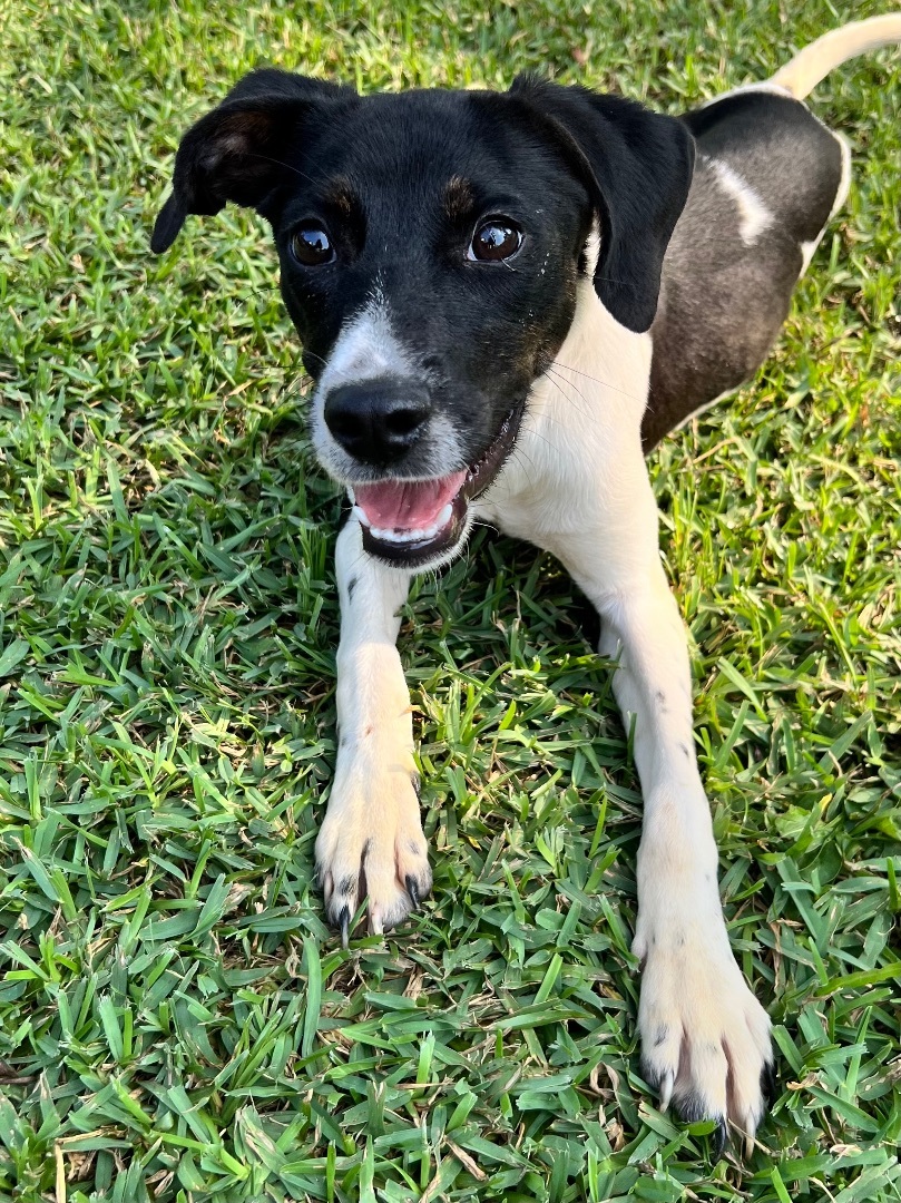 Punky , an adoptable Spaniel, Hound in Northport, AL, 35473 | Photo Image 1