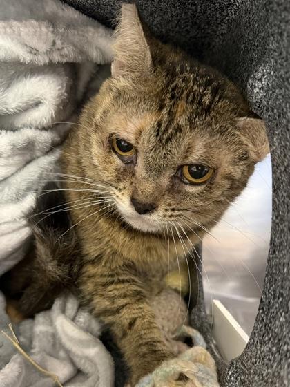 Sweet-Tart, Adoptable, Adult Female Domestic Short Hair & Domestic Short Hair.