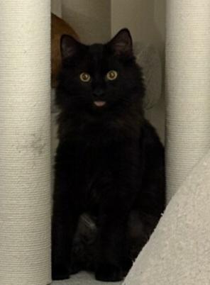Midnight, an adoptable Domestic Medium Hair in Greenville, NC image 1/5
