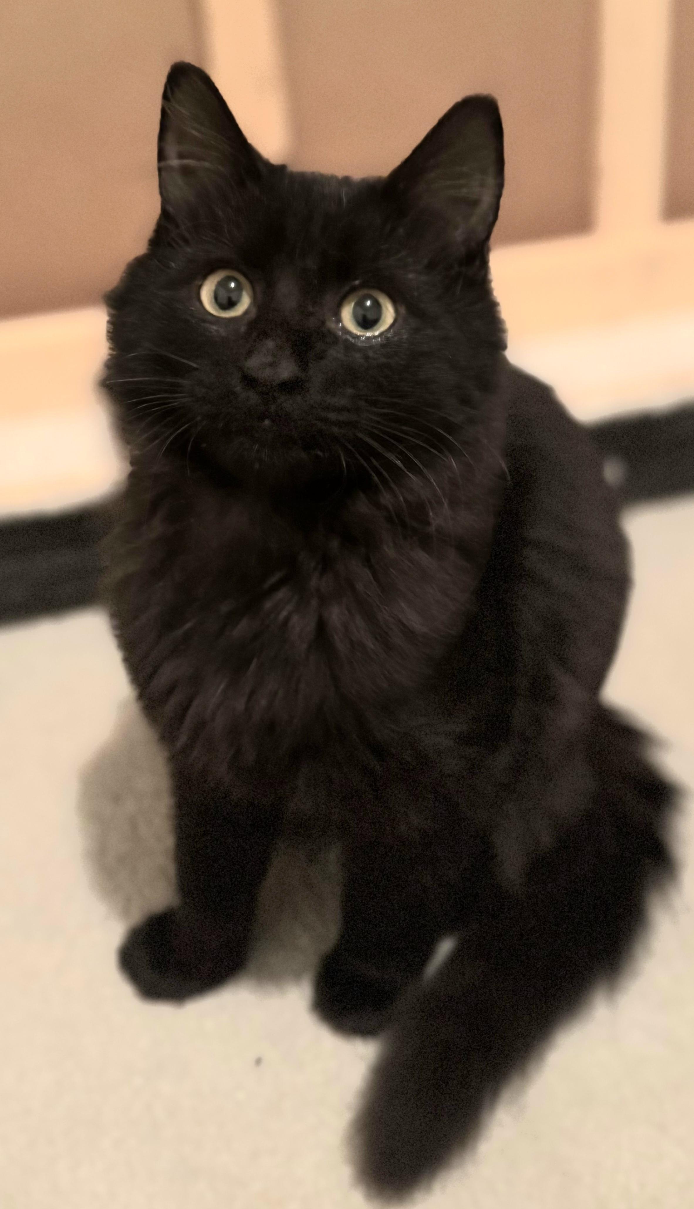 Midnight, an adoptable Domestic Medium Hair in Greenville, NC image 2/5