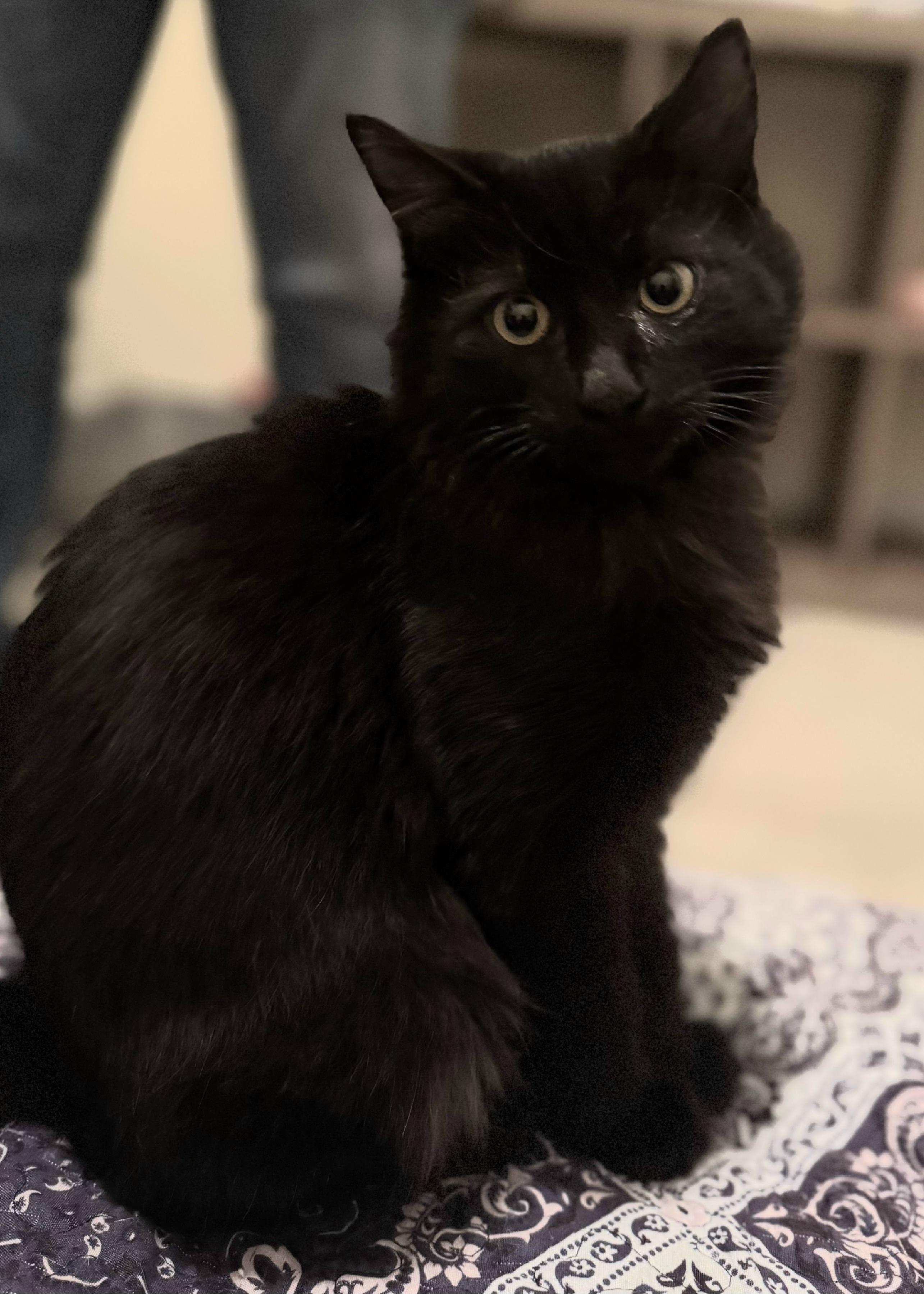 Midnight, an adoptable Domestic Medium Hair in Greenville, NC image 3/5