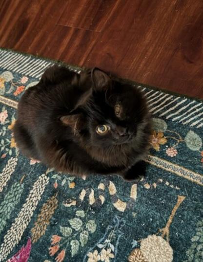 Midnight, an adoptable Domestic Medium Hair in Greenville, NC image 4/5