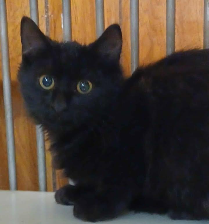 Midnight, an adoptable Domestic Medium Hair in Greenville, NC image 5/5