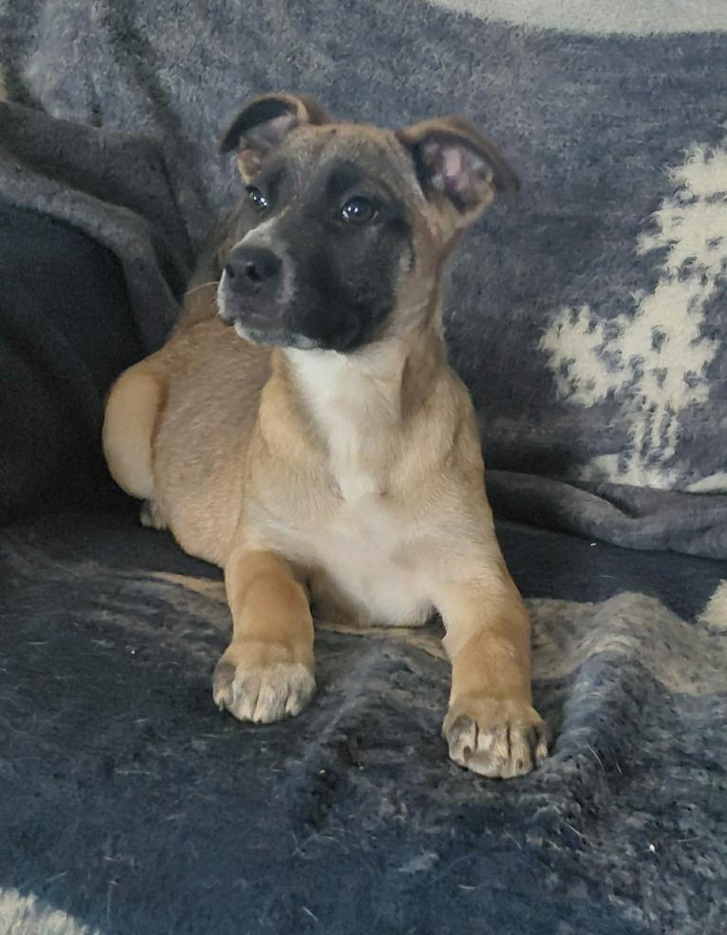 Lacey, Adoptable, Puppy Female Mixed Breed.