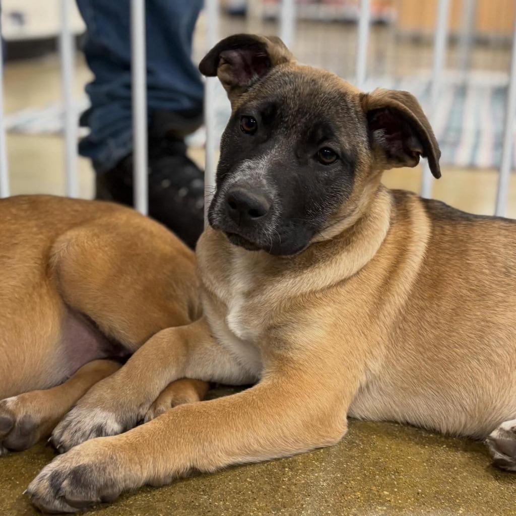 Enlarge Lacey, a Adoptable mixed breed in sun prairie, WI image 2/4