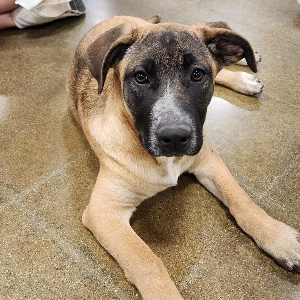 Enlarge Lacey, a Adoptable mixed breed in sun prairie, WI image 3/4