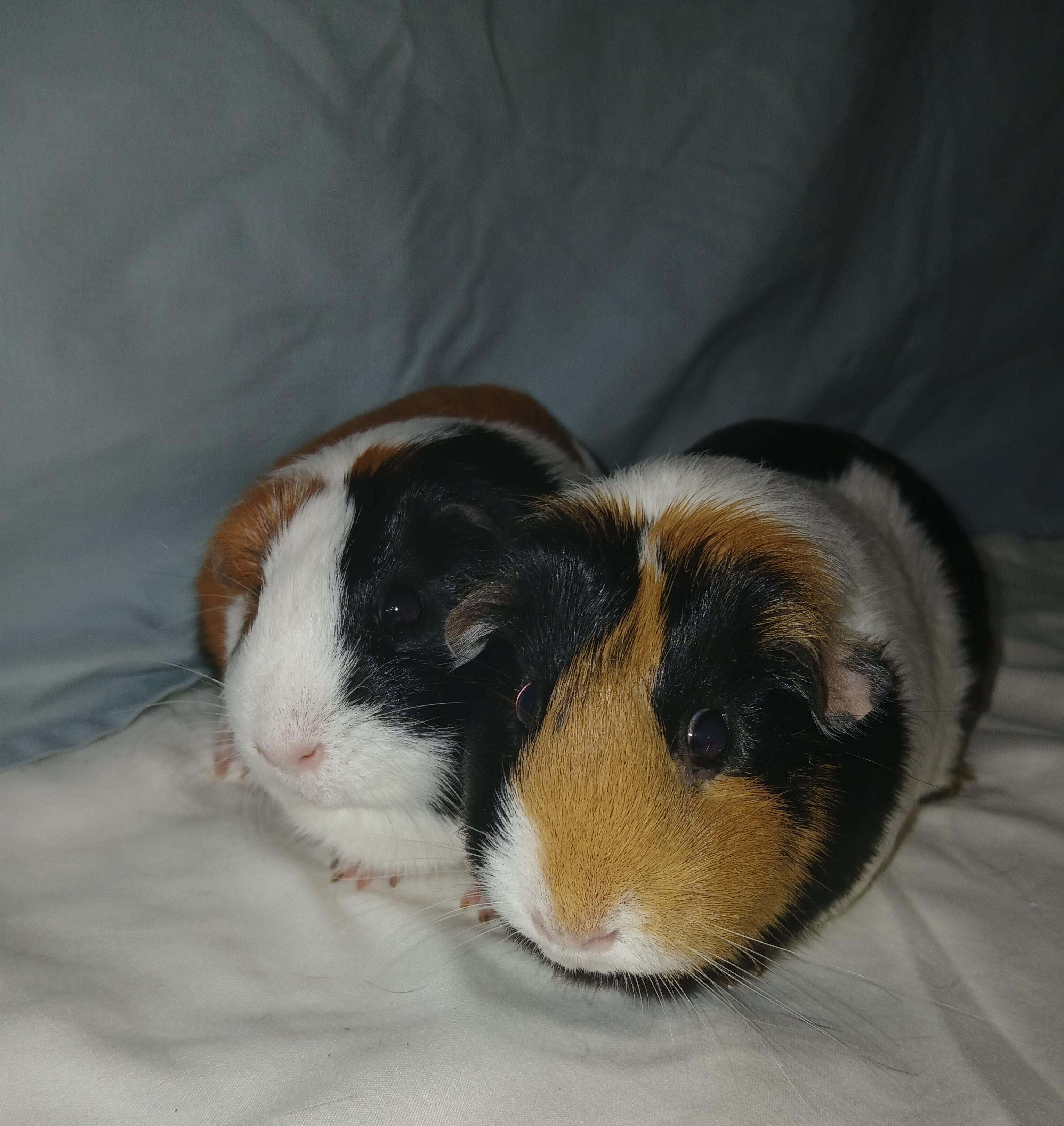 Brownie, Mustache