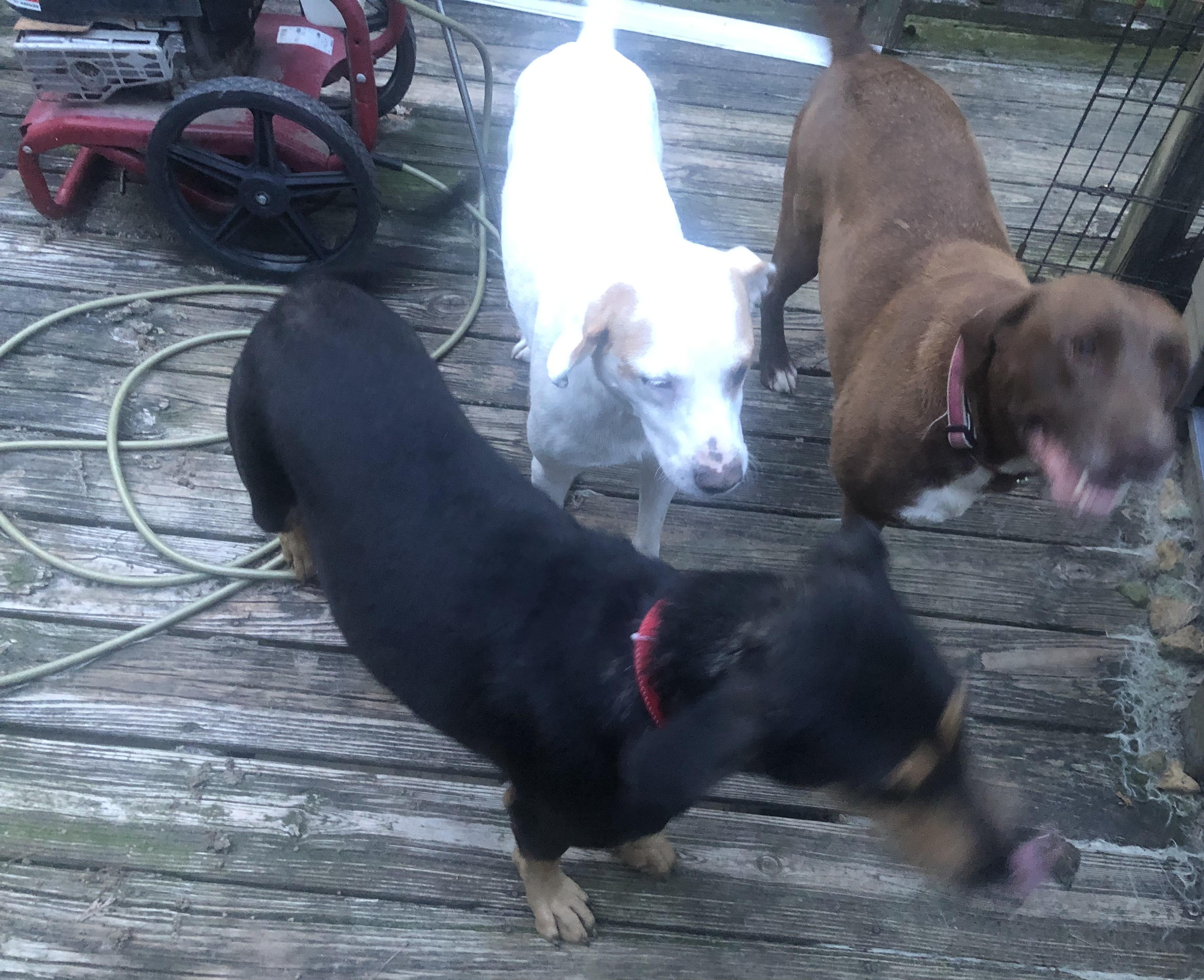 Shirley, adopted, Adult Female Mixed Breed.