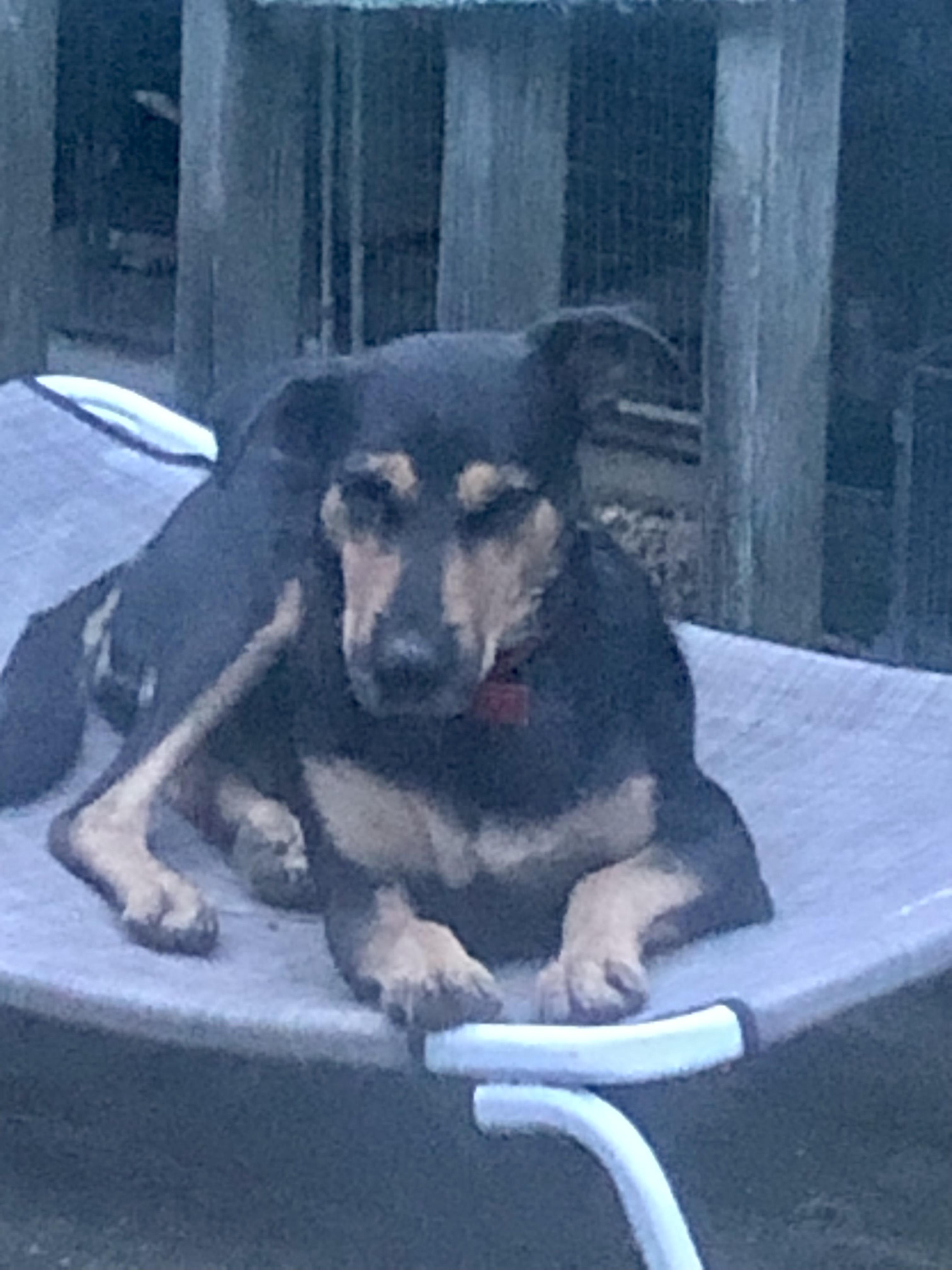 Enlarge Shirley, an adopted mixed breed in Waynesboro, TN image 2/5