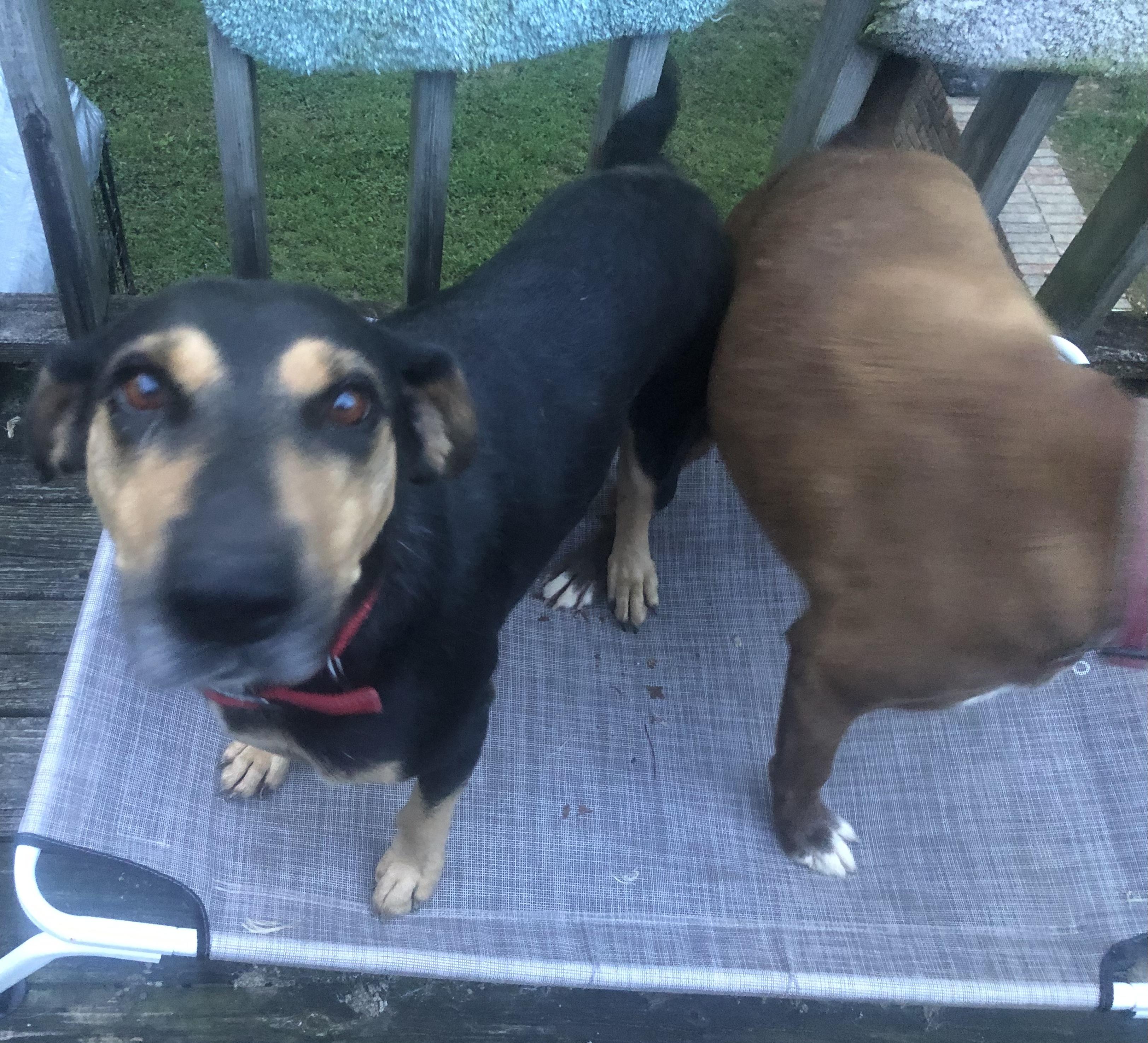 Enlarge Shirley, an adopted mixed breed in Waynesboro, TN image 3/5