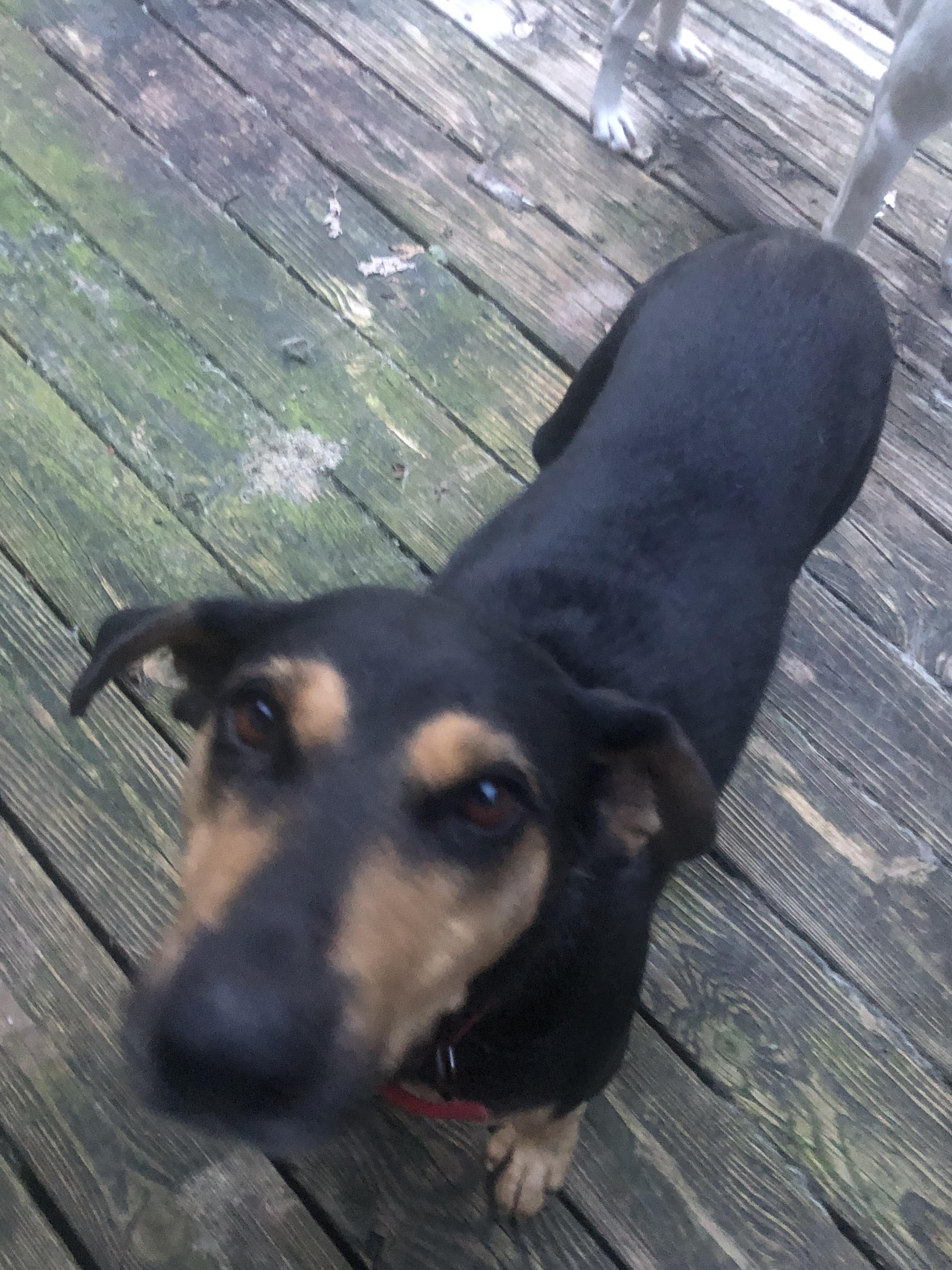 Enlarge Shirley, an adopted mixed breed in Waynesboro, TN image 4/5