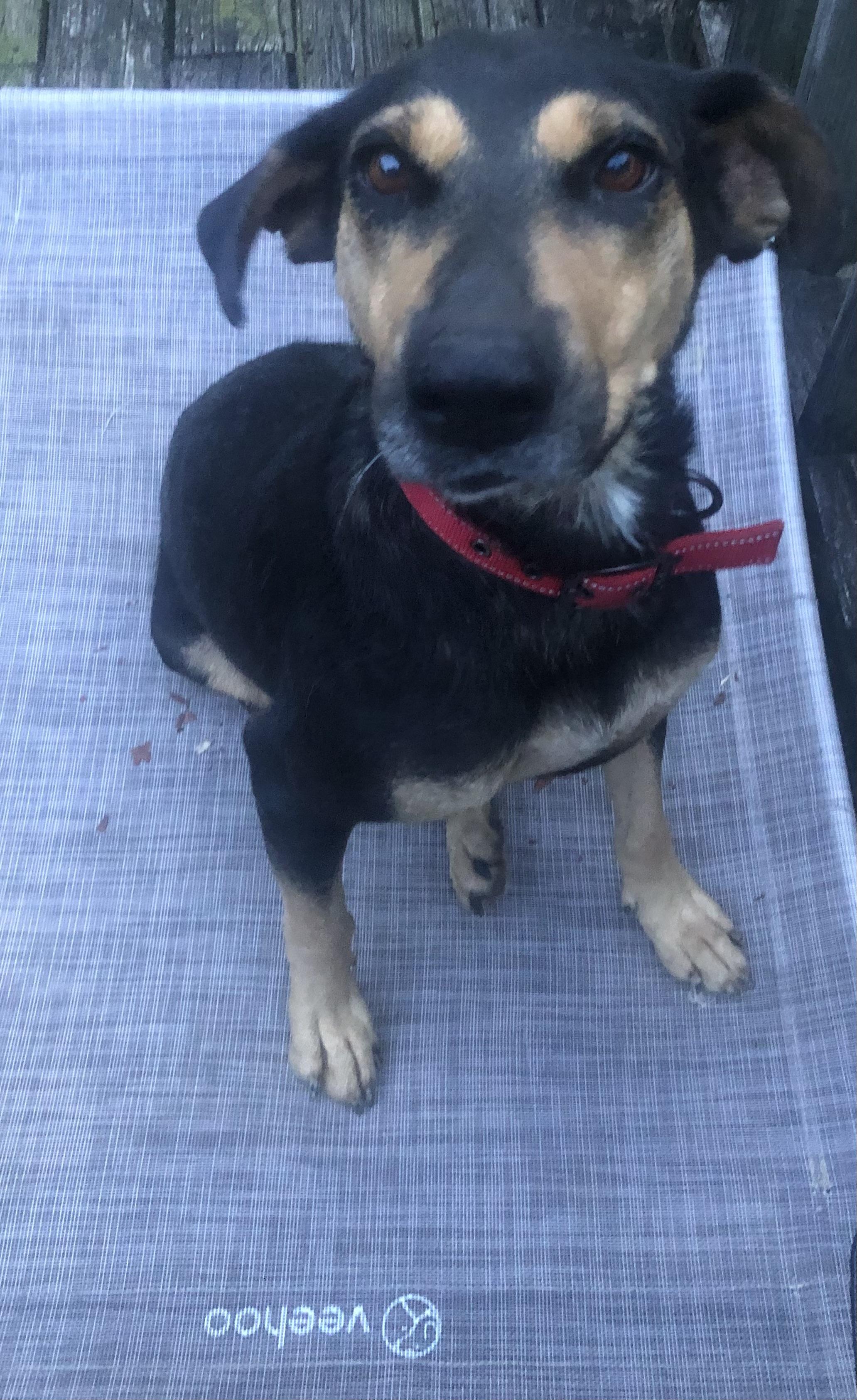 Enlarge Shirley, an adopted mixed breed in Waynesboro, TN image 5/5