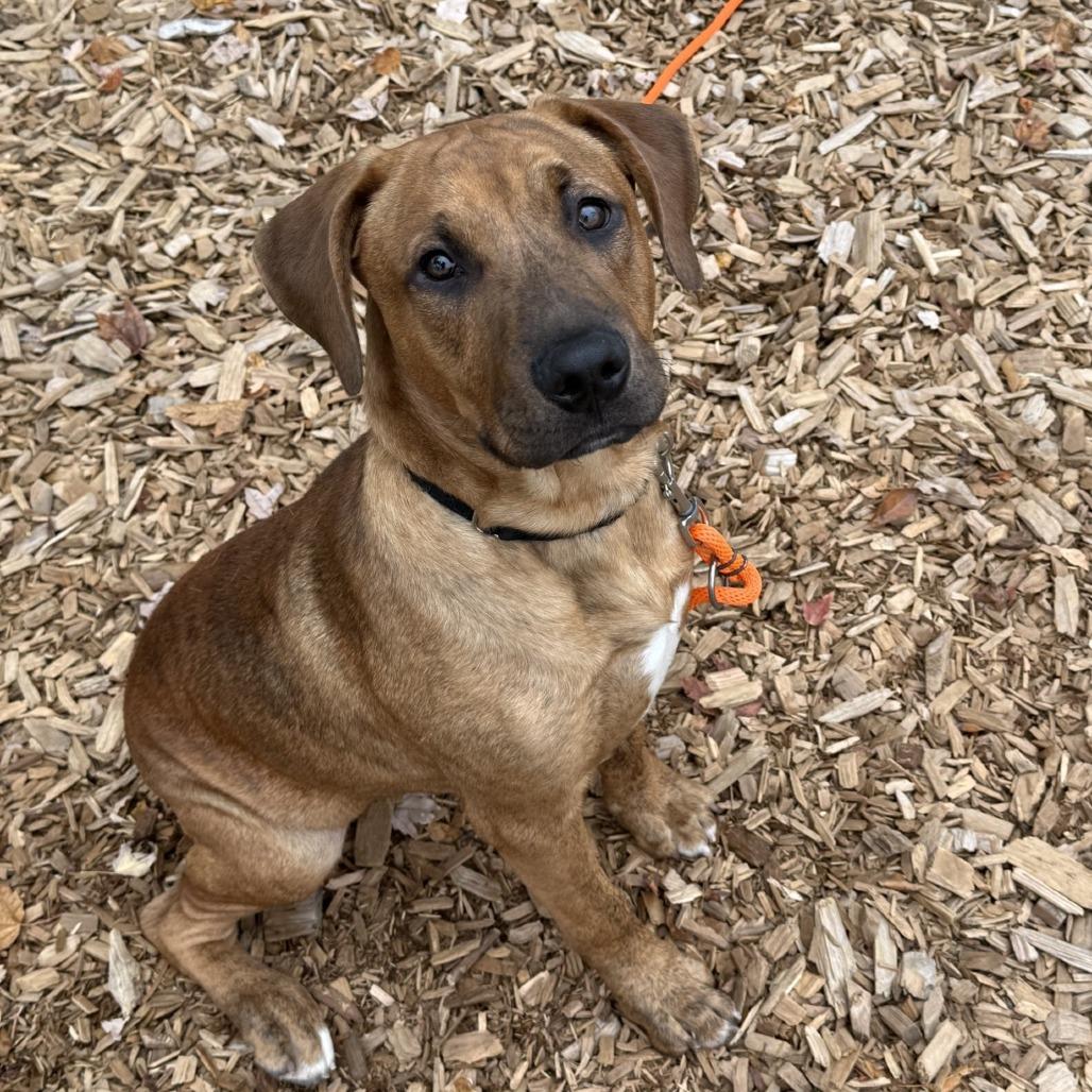 Enlarge Tucker, a Adoptable mixed breed in Tacoma, WA image 1/2