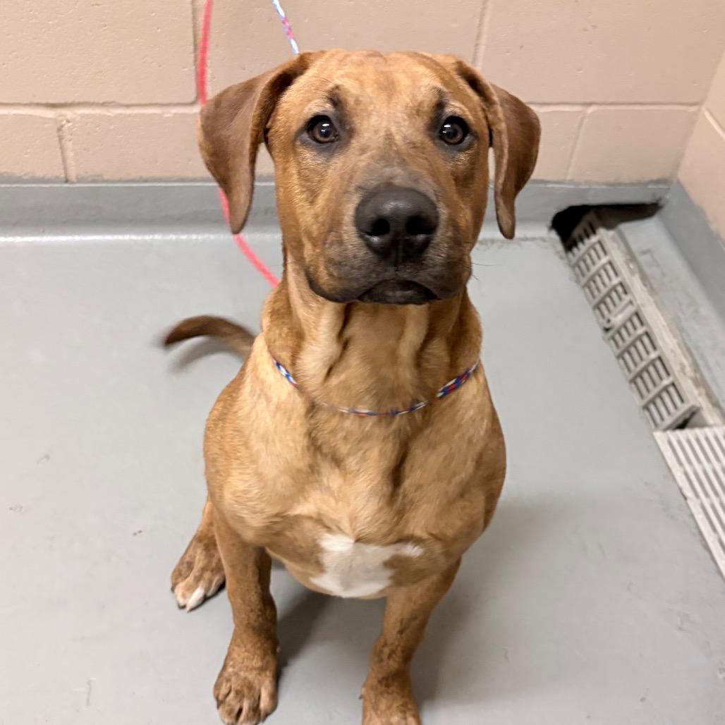 Enlarge Tucker, a Adoptable mixed breed in Tacoma, WA image 2/2