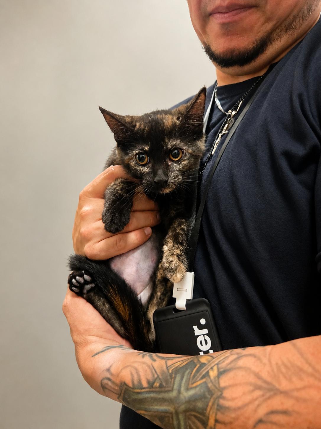 Enlarge Dodge, a ADOPTABLE Domestic Short Hair in Joliet, IL image 1/1