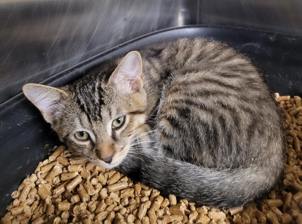 Mateo, Adoptable, Kitten Male Domestic Short Hair.