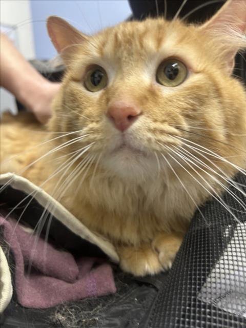 ARCHIE, Adoptable, Adult Male Domestic Medium Hair.