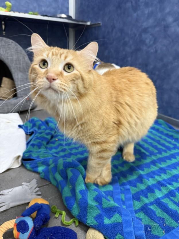 ARCHIE, Adoptable, Adult Male Domestic Medium Hair.