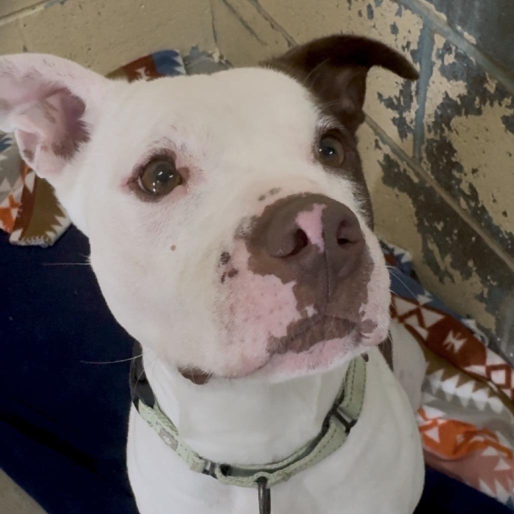 Enlarge Betty Crocker K18, a Adoptable Pit Bull Terrier in Union, MO image 1/6