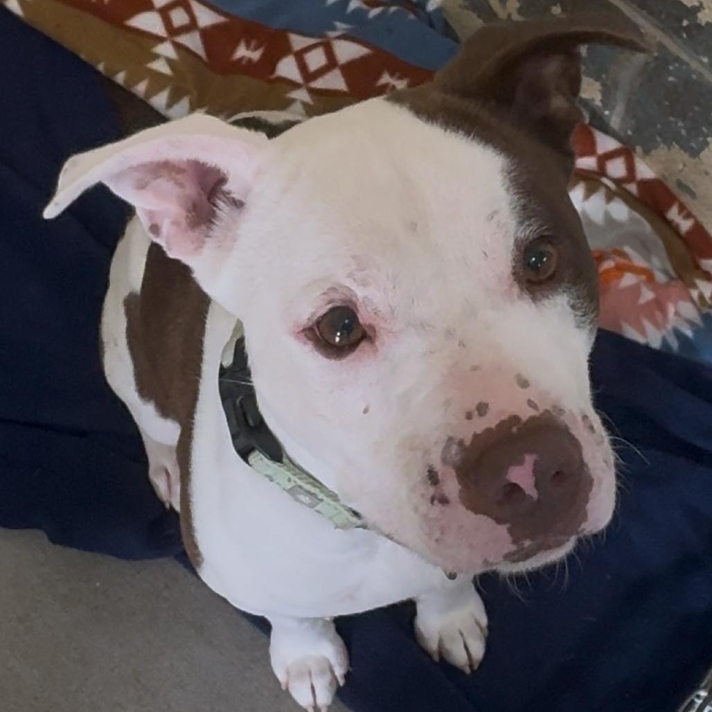 Enlarge Betty Crocker K18, a Adoptable Pit Bull Terrier in Union, MO image 4/6