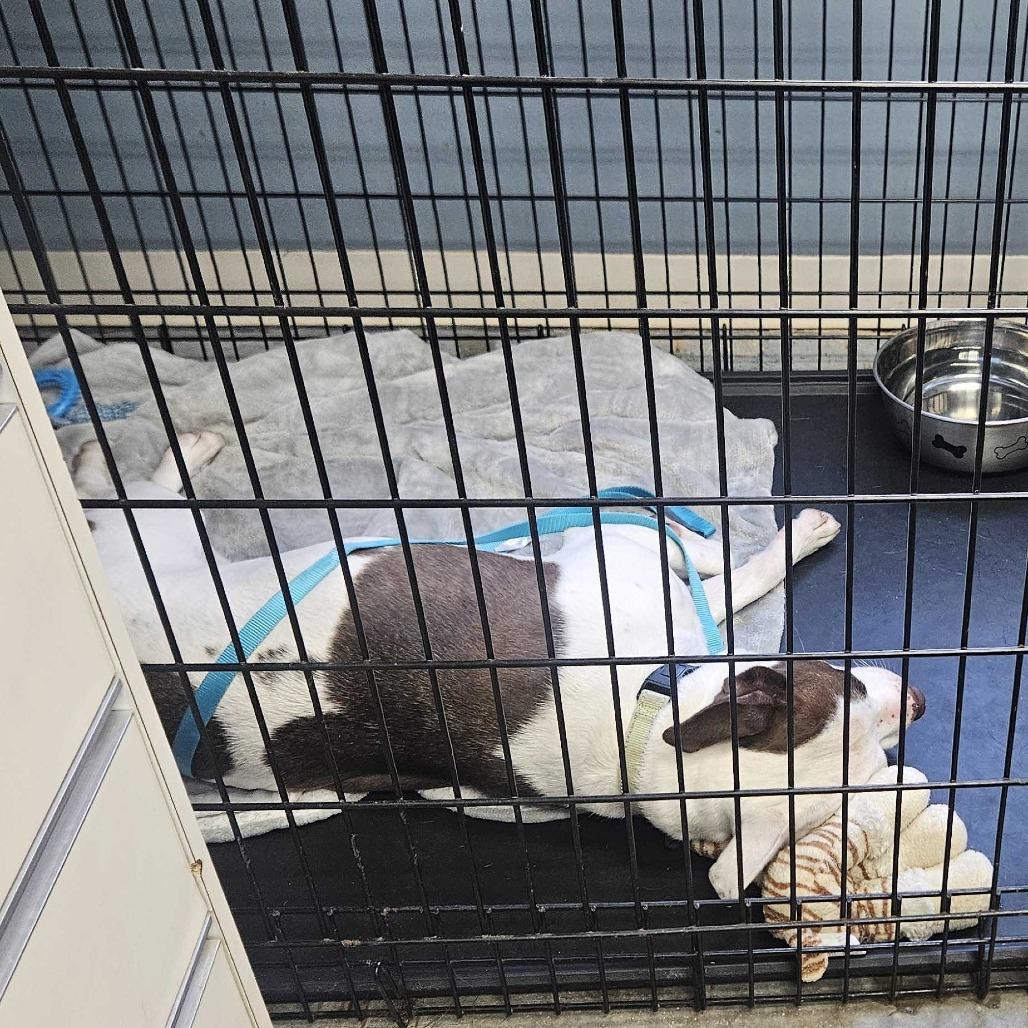 Enlarge Betty Crocker K18, a Adoptable Pit Bull Terrier in Union, MO image 5/6