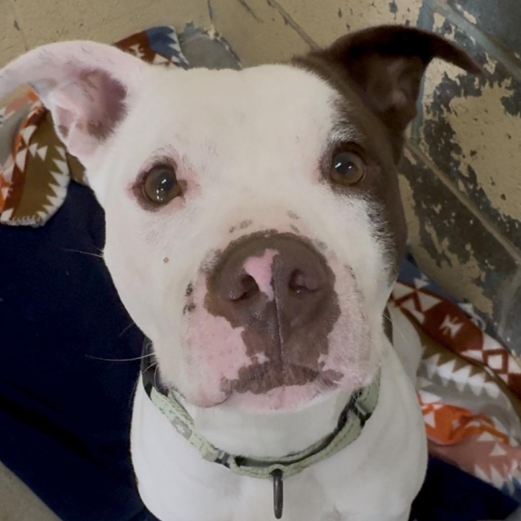 Enlarge Betty Crocker K18, a Adoptable Pit Bull Terrier in Union, MO image 6/6