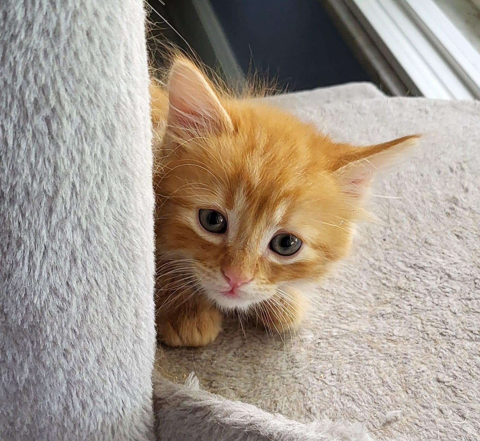 Enlarge Ember, an adopted Domestic Long Hair in Sunrise, FL image 2/2