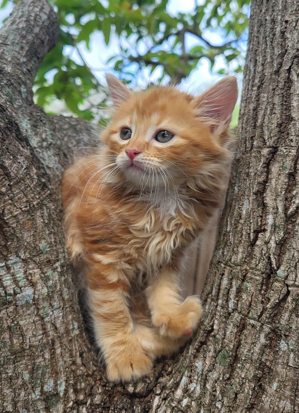 Enlarge Ember, an adopted Domestic Long Hair in Sunrise, FL image 1/2