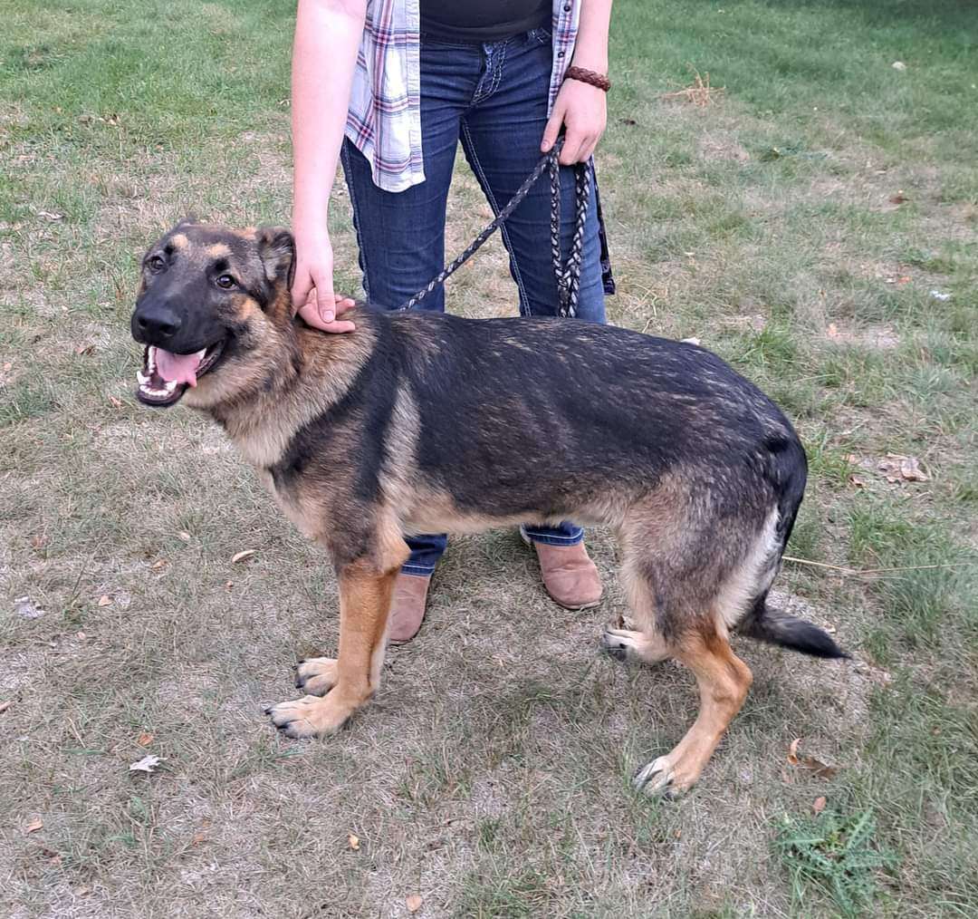 Phineus (aka: Finn), a Adopted German Shepherd Dog in Brainerd, MN image 1/3