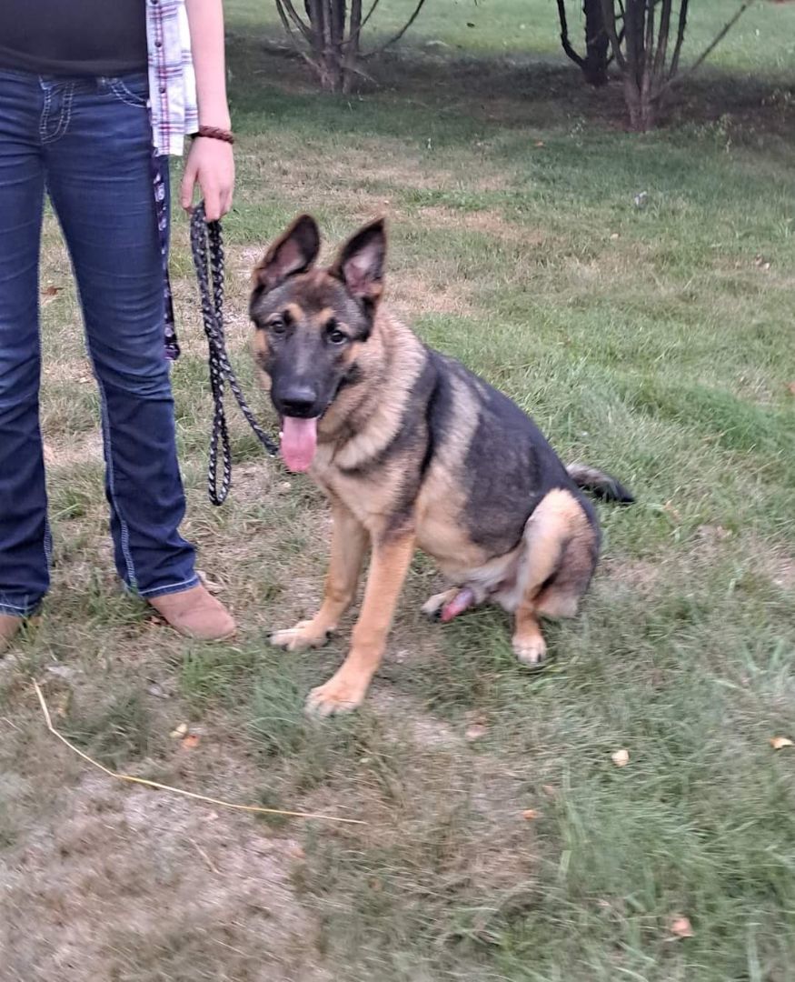 Phineus (aka: Finn), a Adopted German Shepherd Dog in Brainerd, MN image 2/3