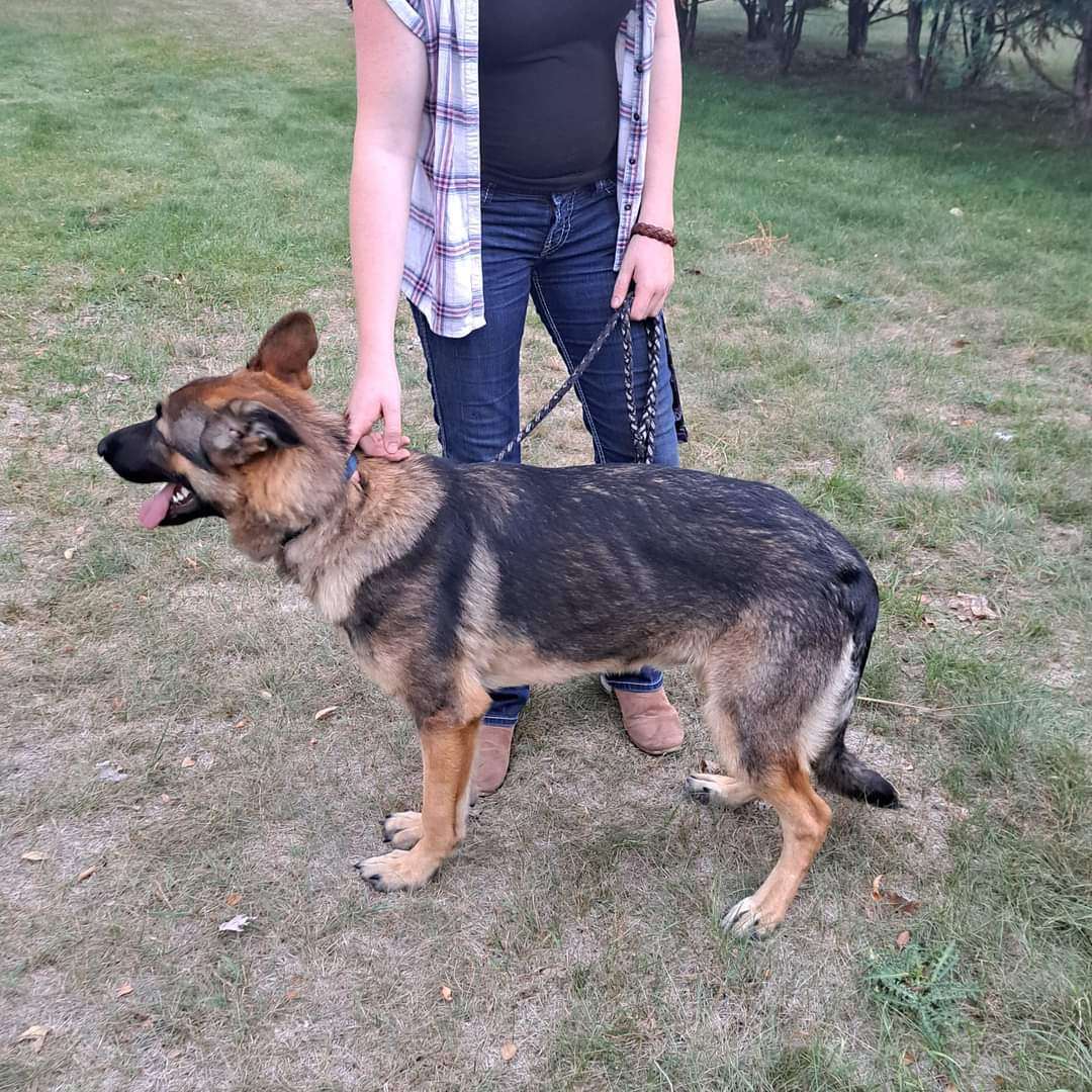 Phineus (aka: Finn), a Adopted German Shepherd Dog in Brainerd, MN image 3/3
