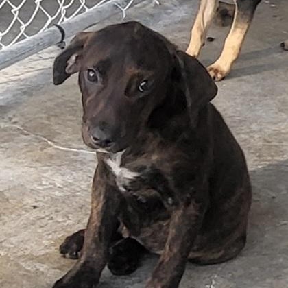 Meatloaf, Adoptable, Young Male Black Labrador Retriever & Hound.