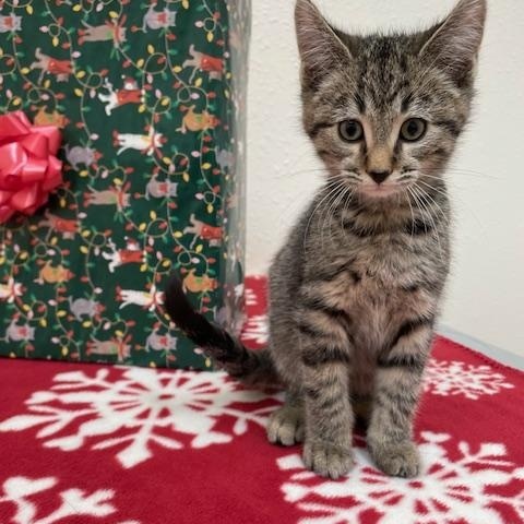 Enlarge Matisse, a Adoptable Domestic Short Hair in Red Wing, MN image 1/1