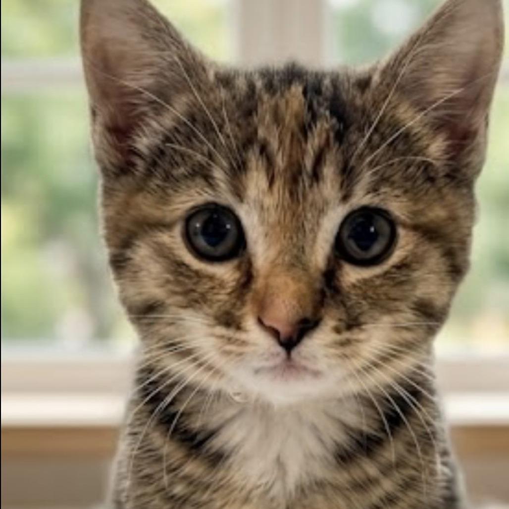 26-185 Portia, Adoptable, Kitten Female Domestic Short Hair.