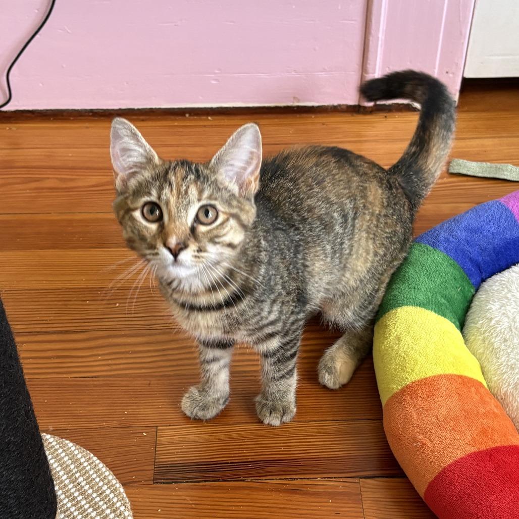 Enlarge 26-185 Portia, a Adoptable Domestic Short Hair in North Branford, CT image 2/3