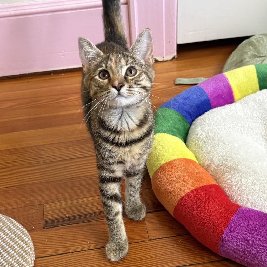 Enlarge 26-185 Portia, a Adoptable Domestic Short Hair in North Branford, CT image 3/3