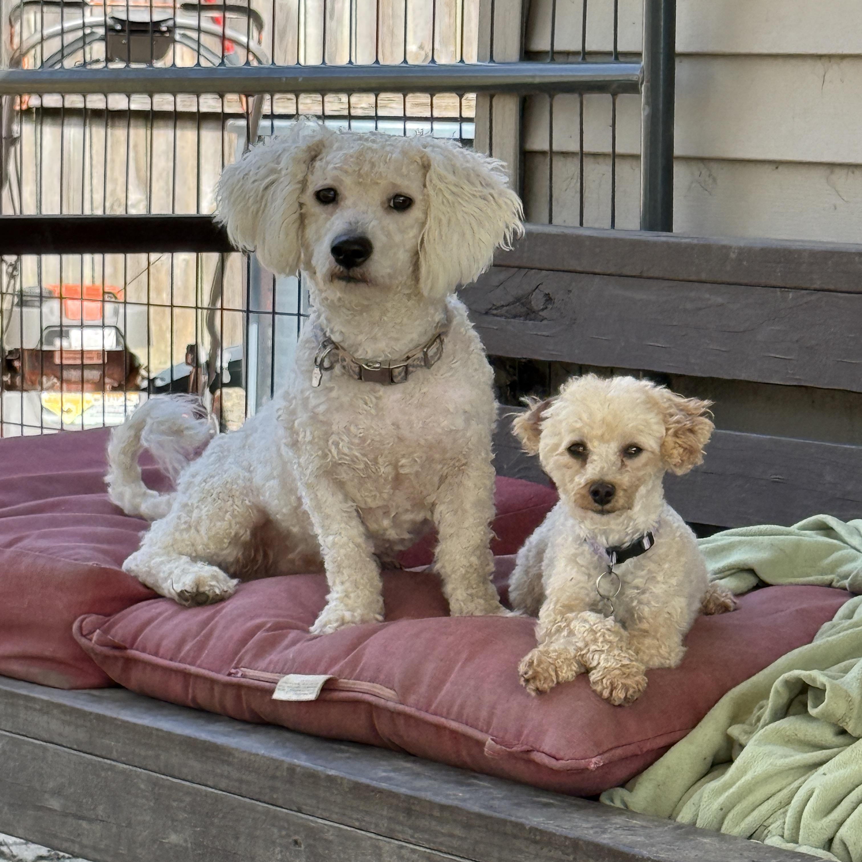 Enlarge Alfie, a ADOPTABLE mixed breed in Jeffersonville, IN image 5/6