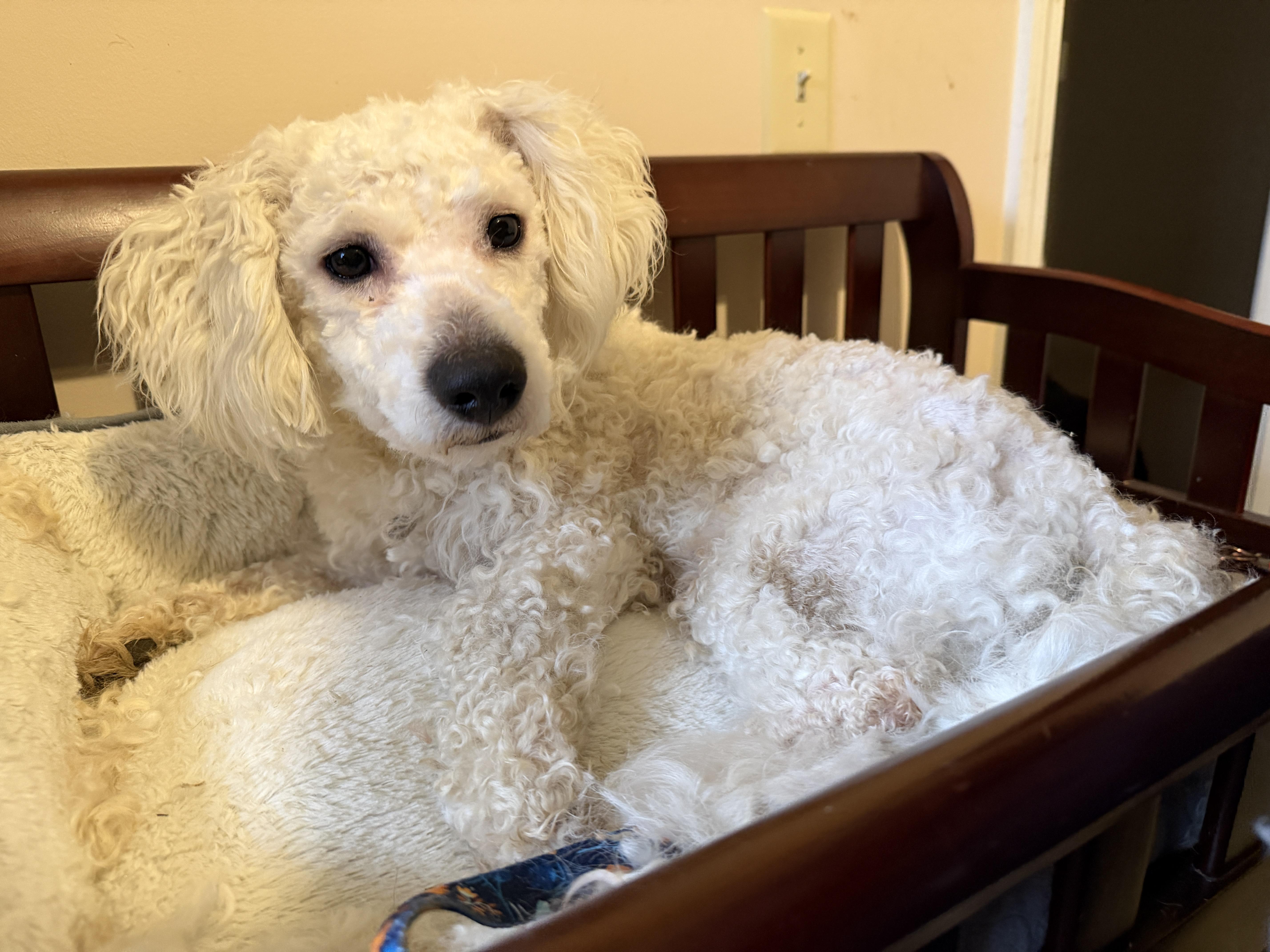 Enlarge Alfie, a ADOPTABLE mixed breed in Jeffersonville, IN image 3/6